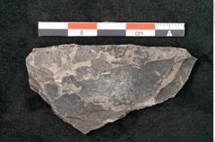 Foto (Detailansicht) von Caulinites otagoicus Ettingshausen (NHMW-GEO-2024-0188-10119)